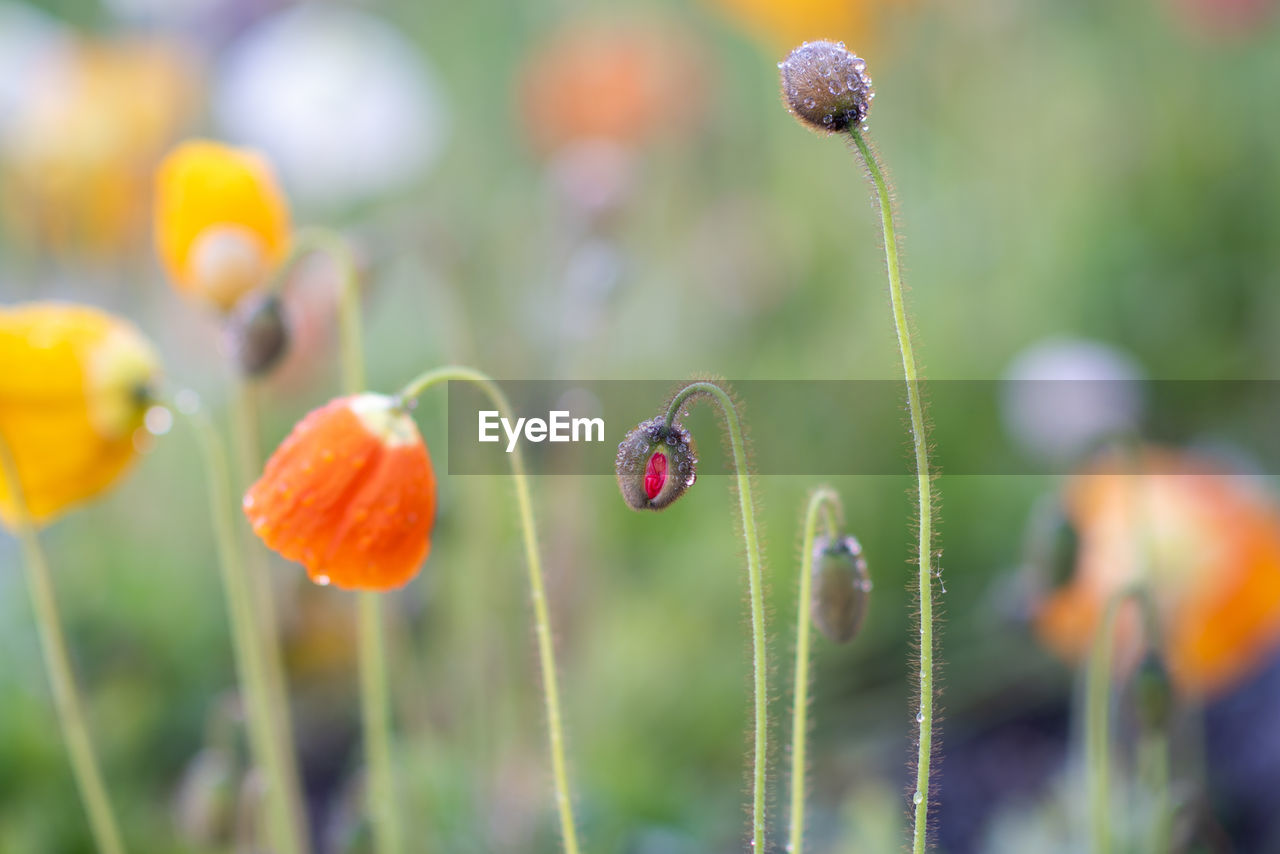 plant, flower, flowering plant, nature, beauty in nature, close-up, growth, freshness, focus on foreground, macro photography, meadow, no people, wildflower, selective focus, fragility, day, outdoors, poppy, food, springtime, land, field, plant stem, environment, multi colored, summer, grass, bud, green, sunlight, prairie, yellow, botany, animal, tranquility, flower head