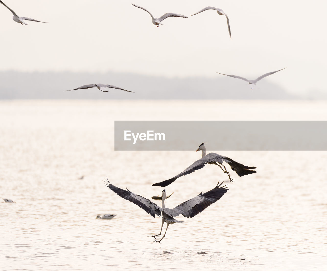 Gray herons flying over river against sky