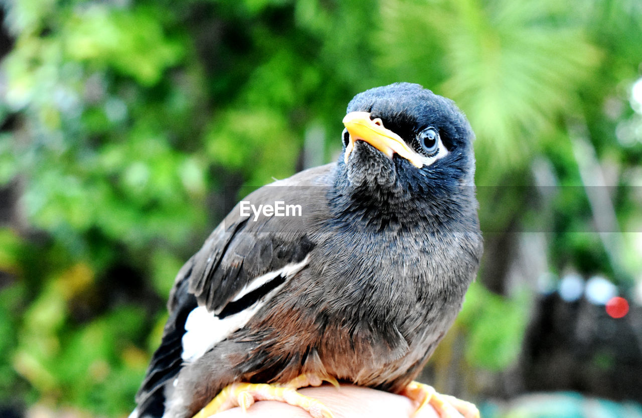 Brown-black-white myna bird and gentle hand on a blurred background