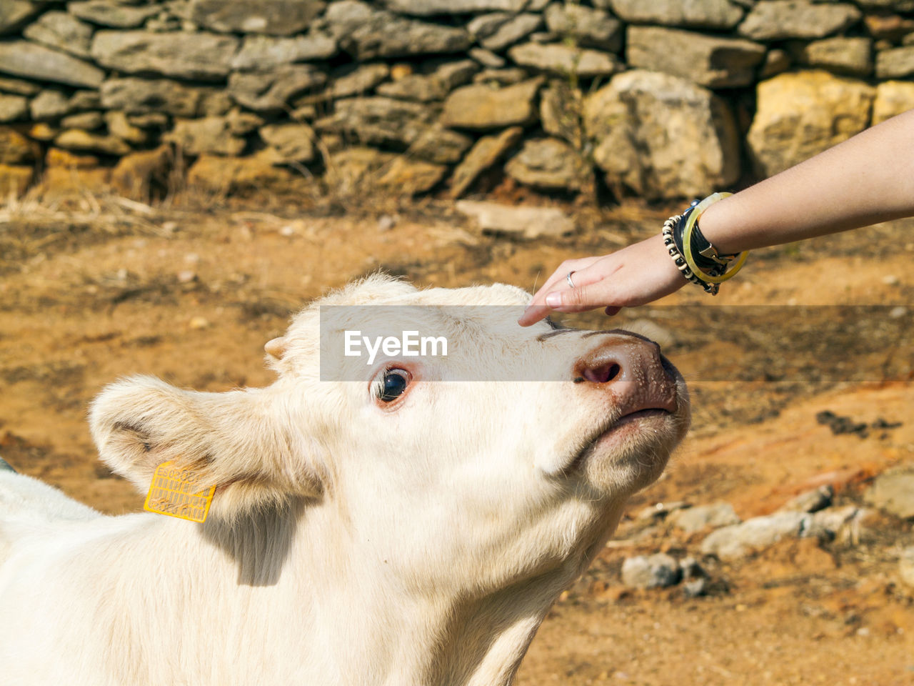 Cropped hand of woman touching cow outdoors