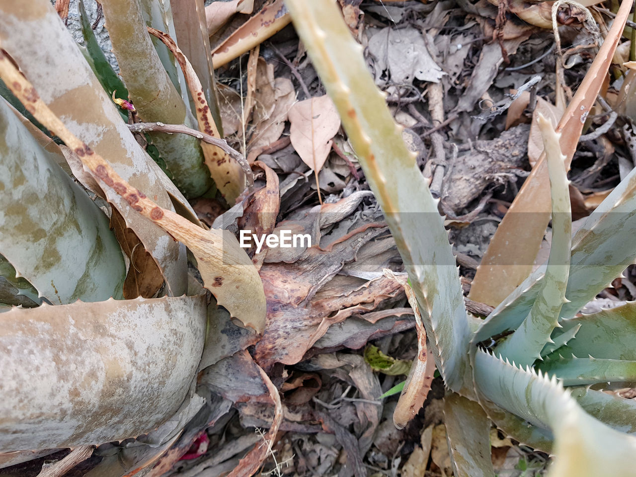 FULL FRAME SHOT OF DRY LEAVES ON LAND