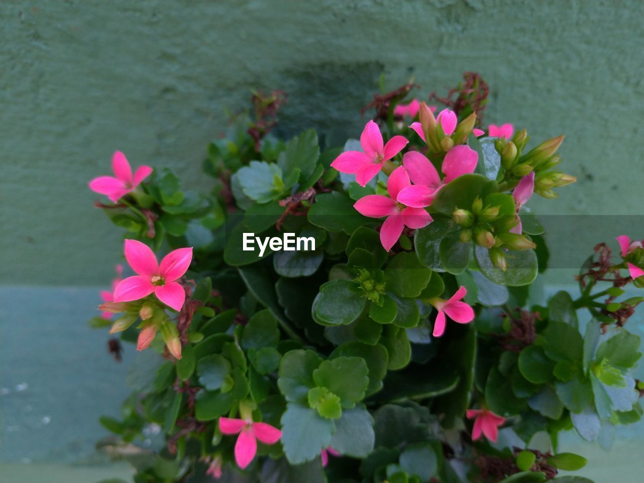 CLOSE-UP OF PINK FLOWERING PLANT WITH RED PETALS