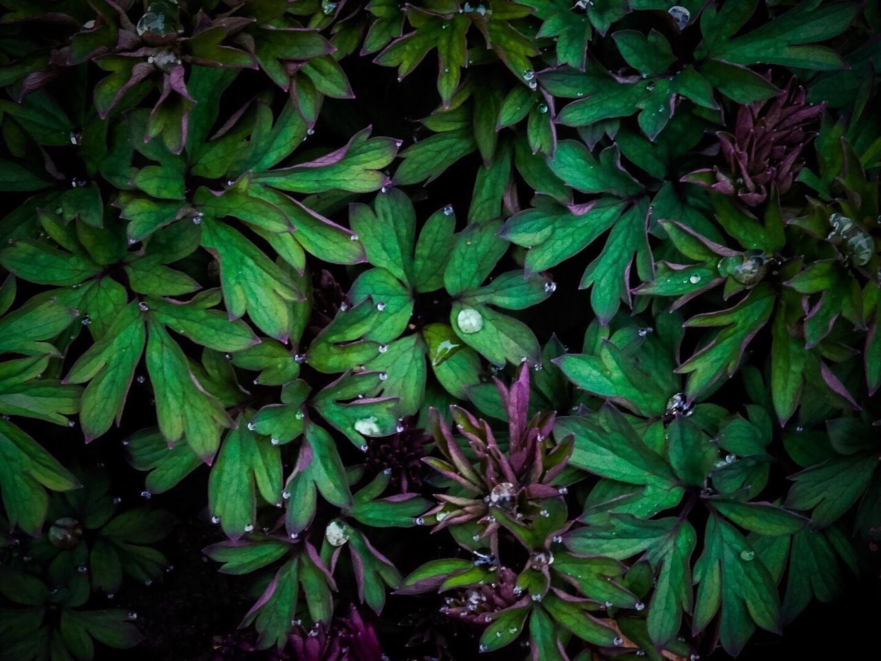 Close-up of green leaves