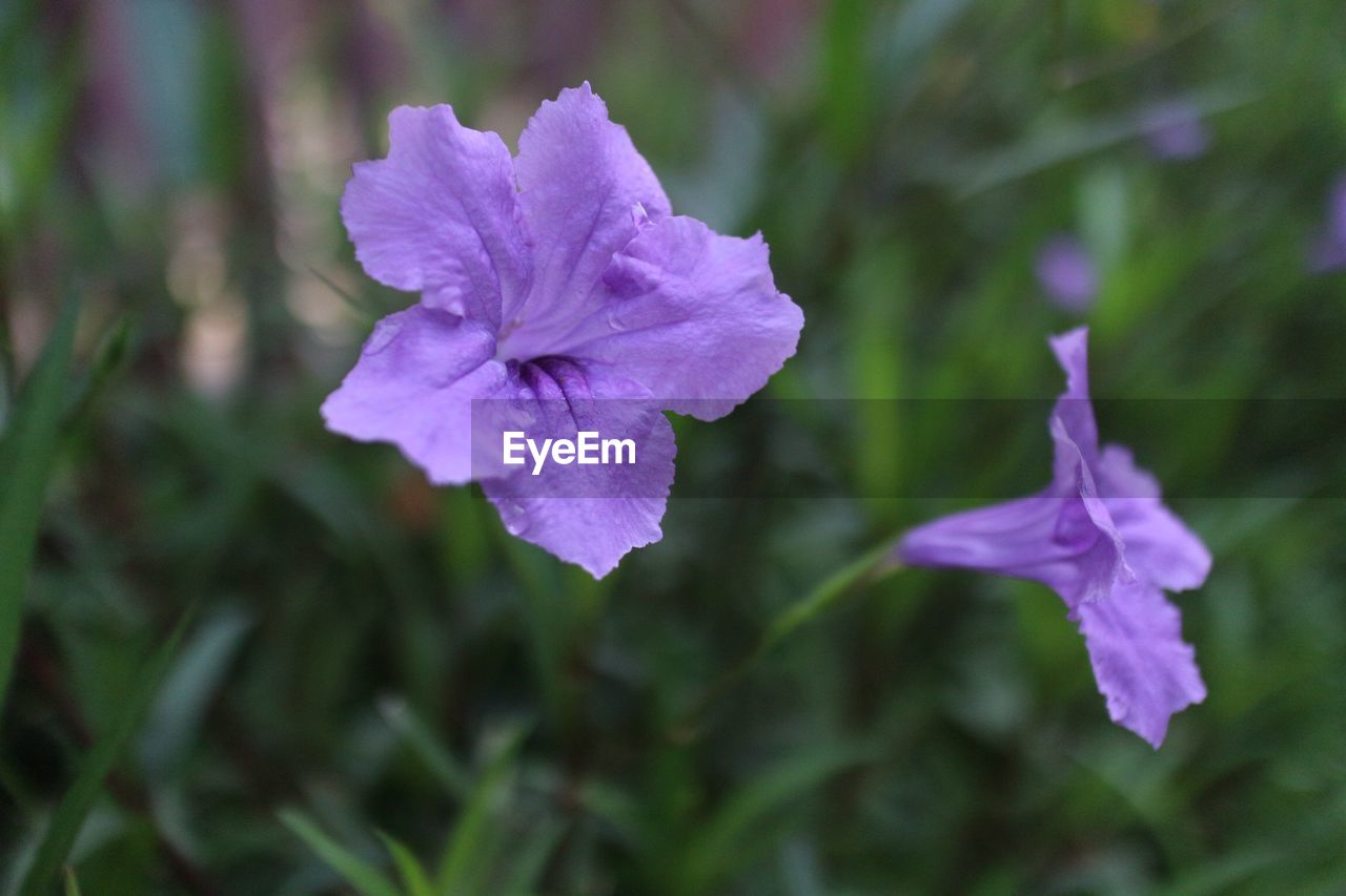 Close-up of purple flowering plant