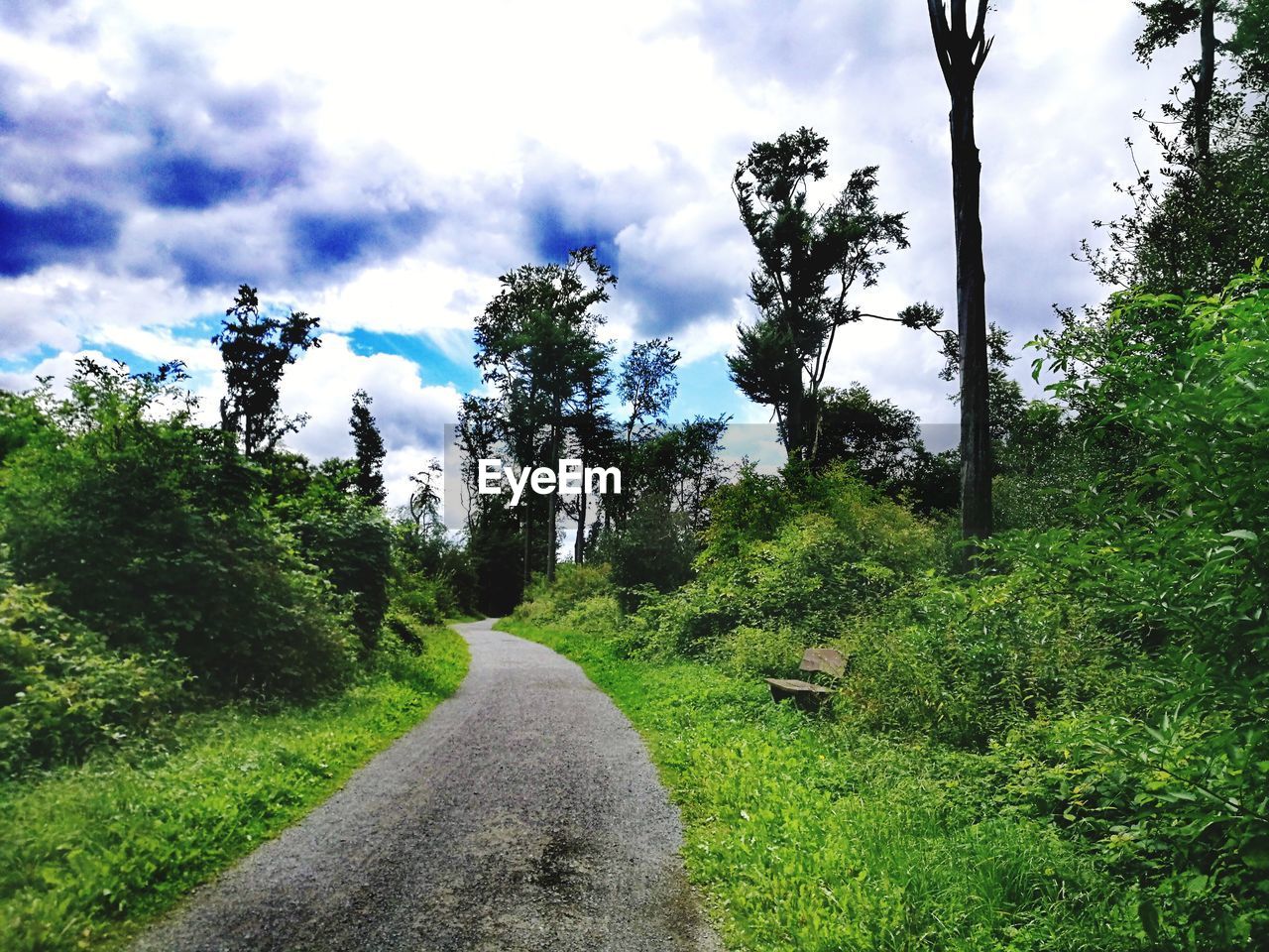 ROAD BY TREES IN FOREST AGAINST SKY