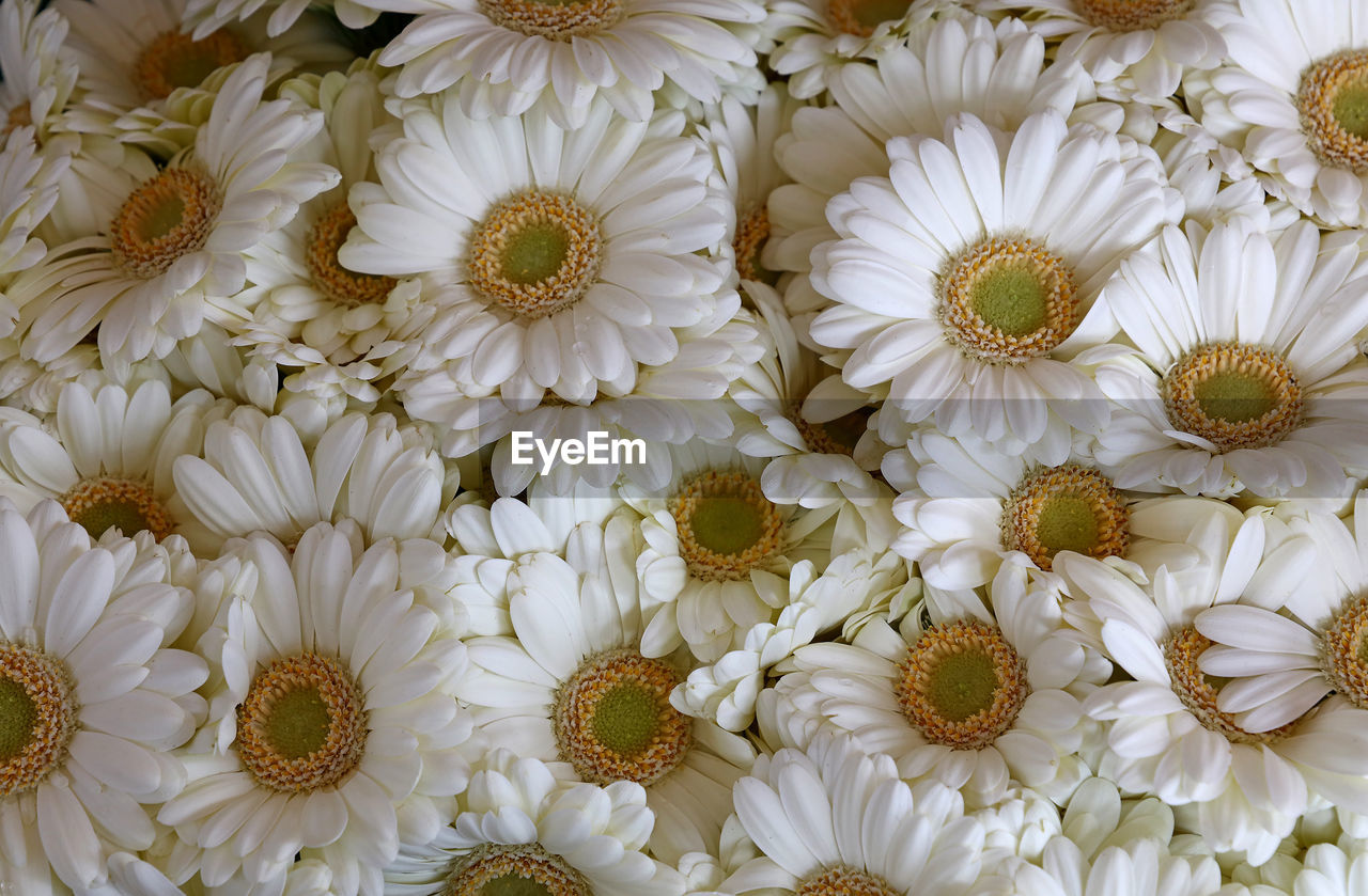 FULL FRAME SHOT OF FLOWERS AND WHITE BACKGROUND