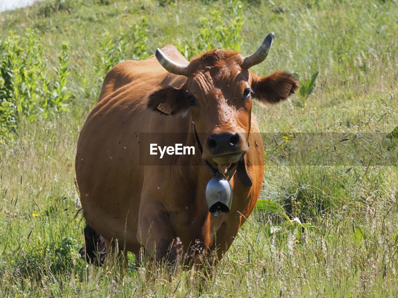 Cow standing on grassy field