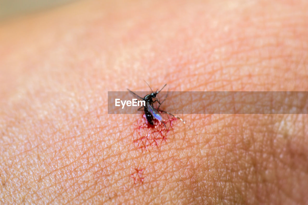 Close-up of insect on hand