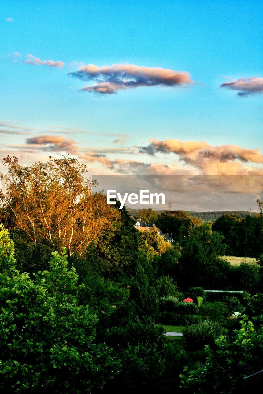 Trees against sky