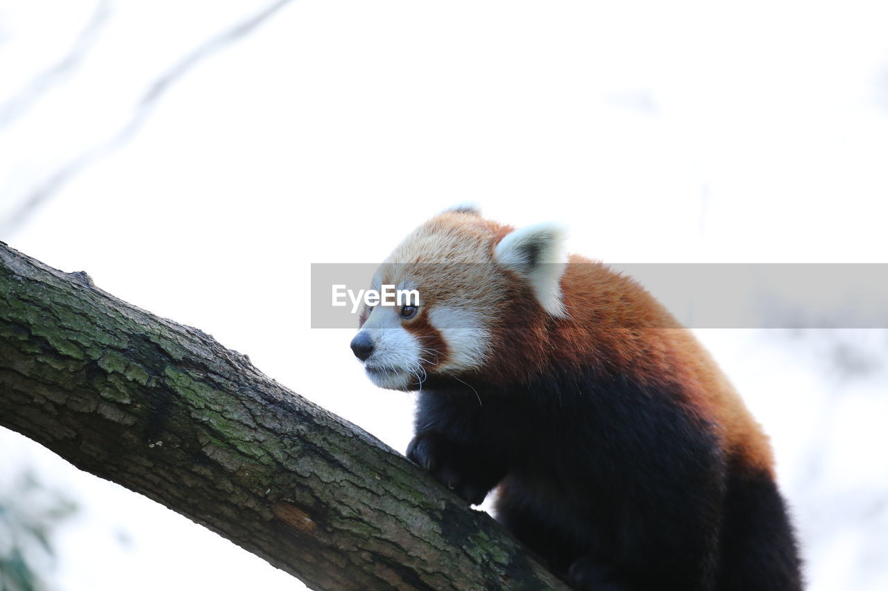 Low angle view of red panda on branch