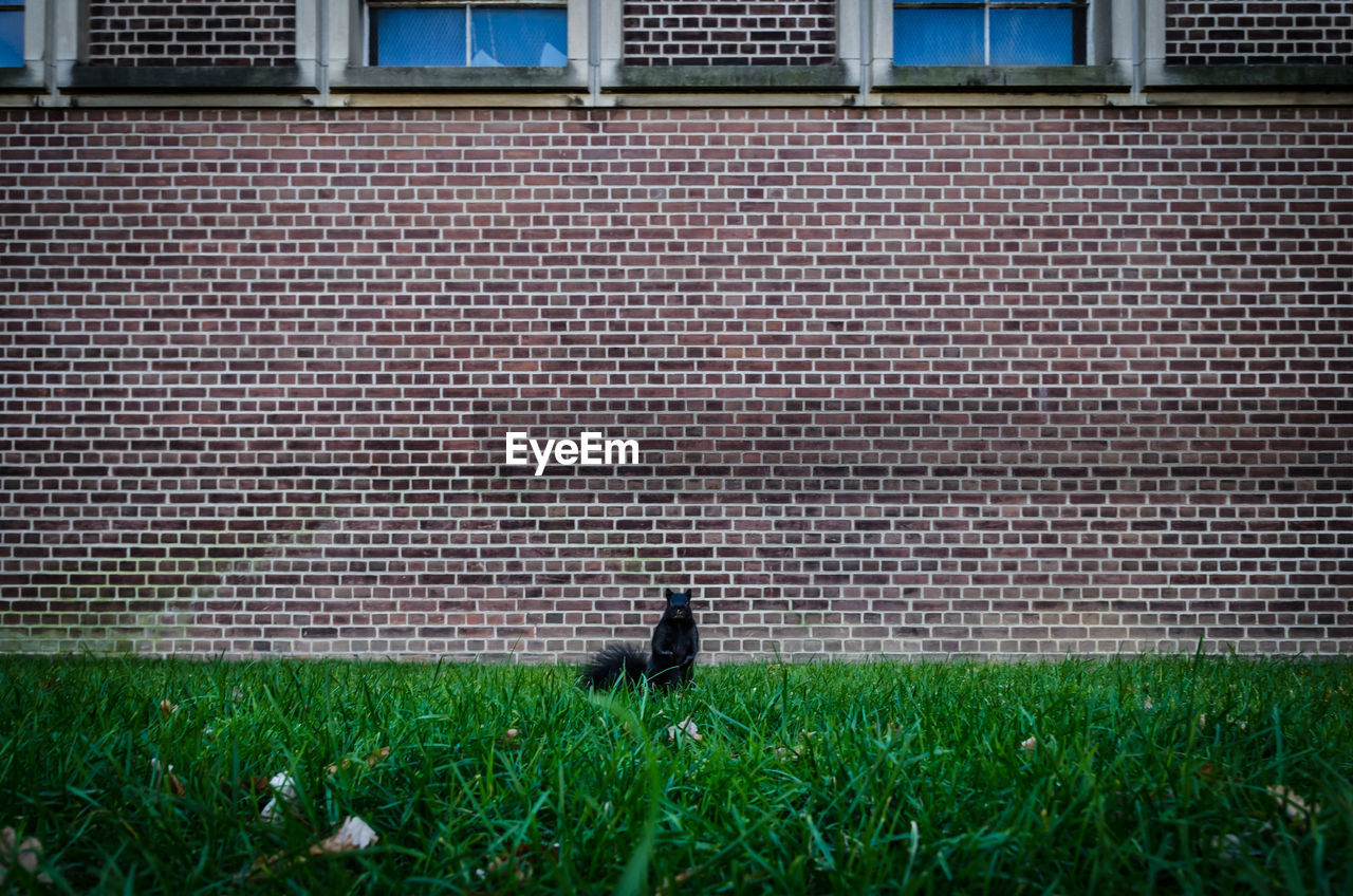 Black squirrel on field