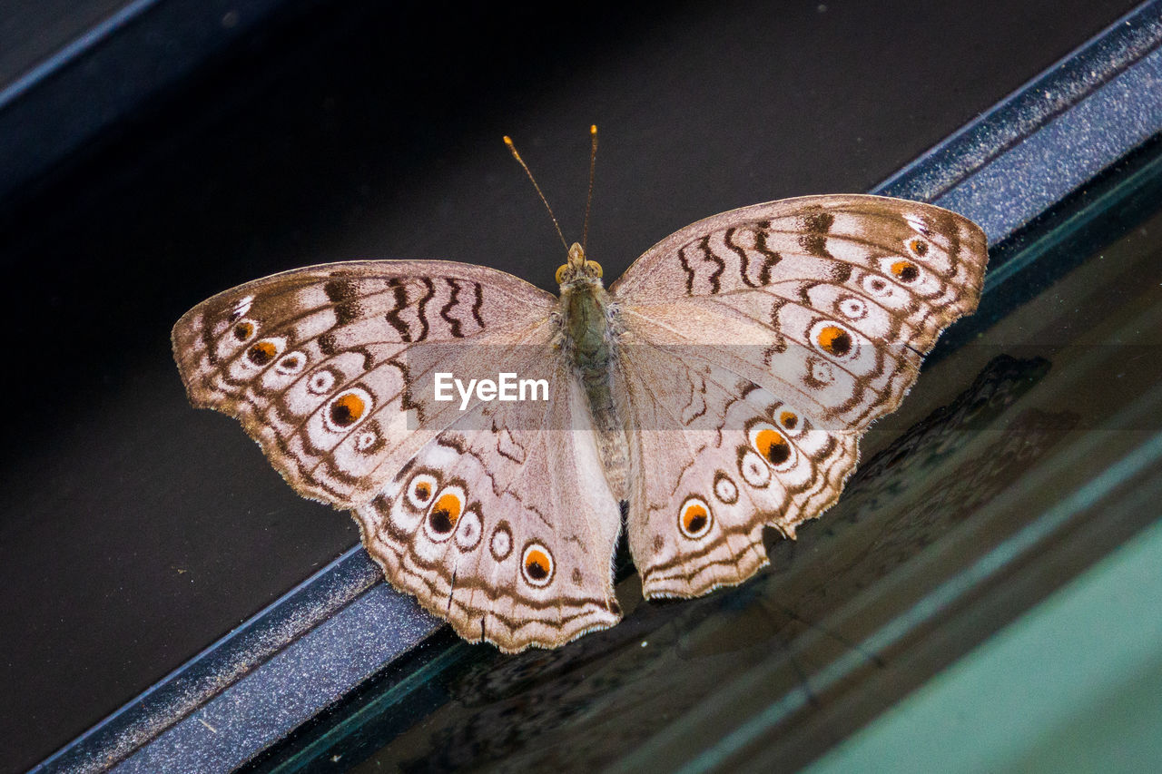 HIGH ANGLE VIEW OF BUTTERFLY