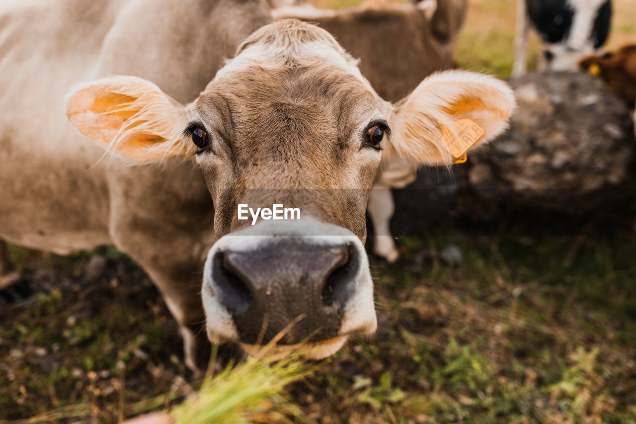 Brown cow with ear tags looking at camera while pasturing on grassy slope of dolomite mountain range in italy