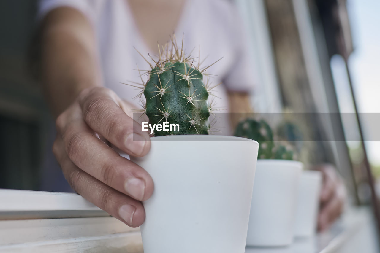 A hand holding some cactus