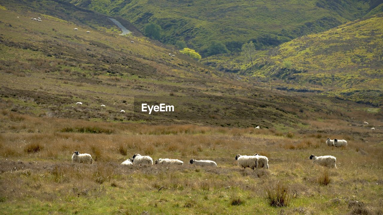 FLOCK OF SHEEP ON FIELD