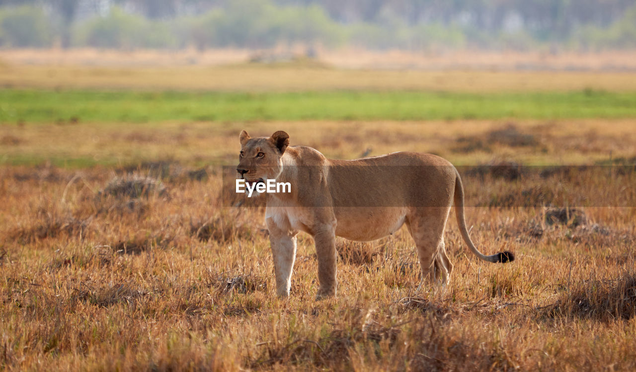 Lioness in the grass in botswana
