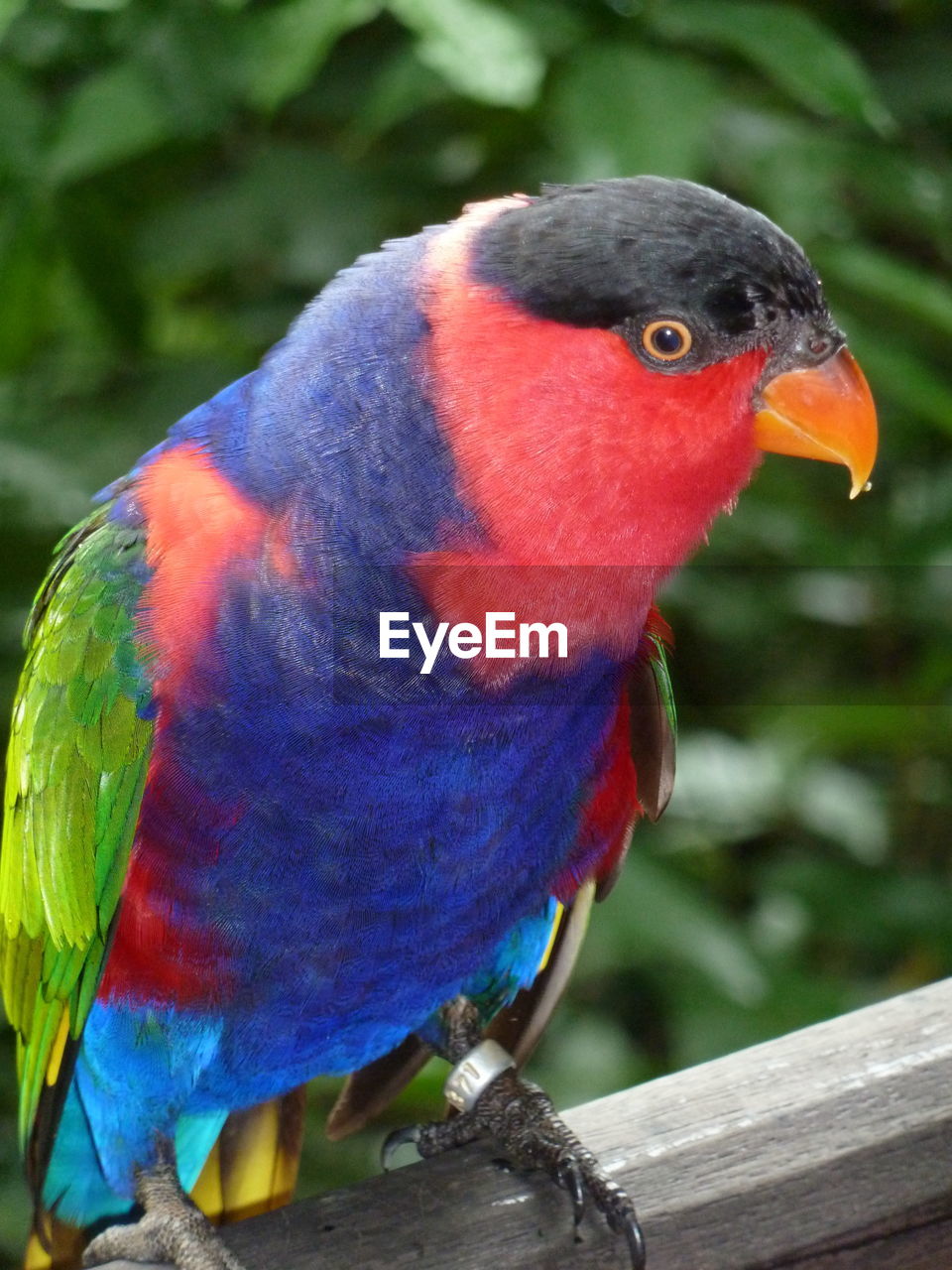 CLOSE-UP OF A PARROT