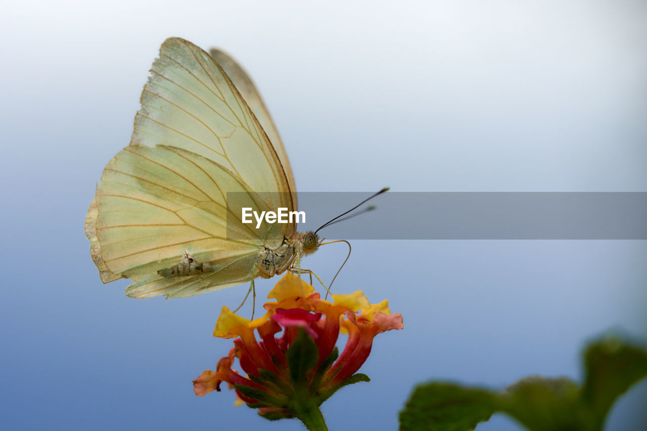 Close-up of butterfly pollinating on flower