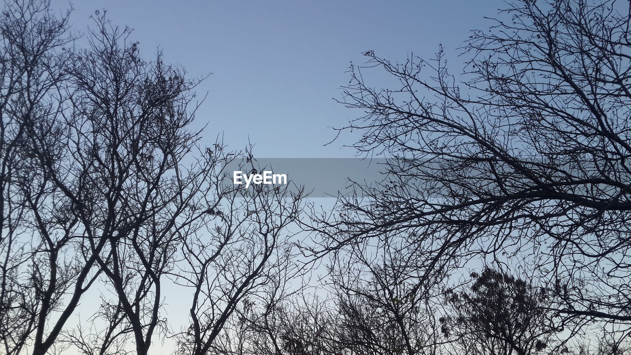 LOW ANGLE VIEW OF TREES AGAINST CLEAR SKY