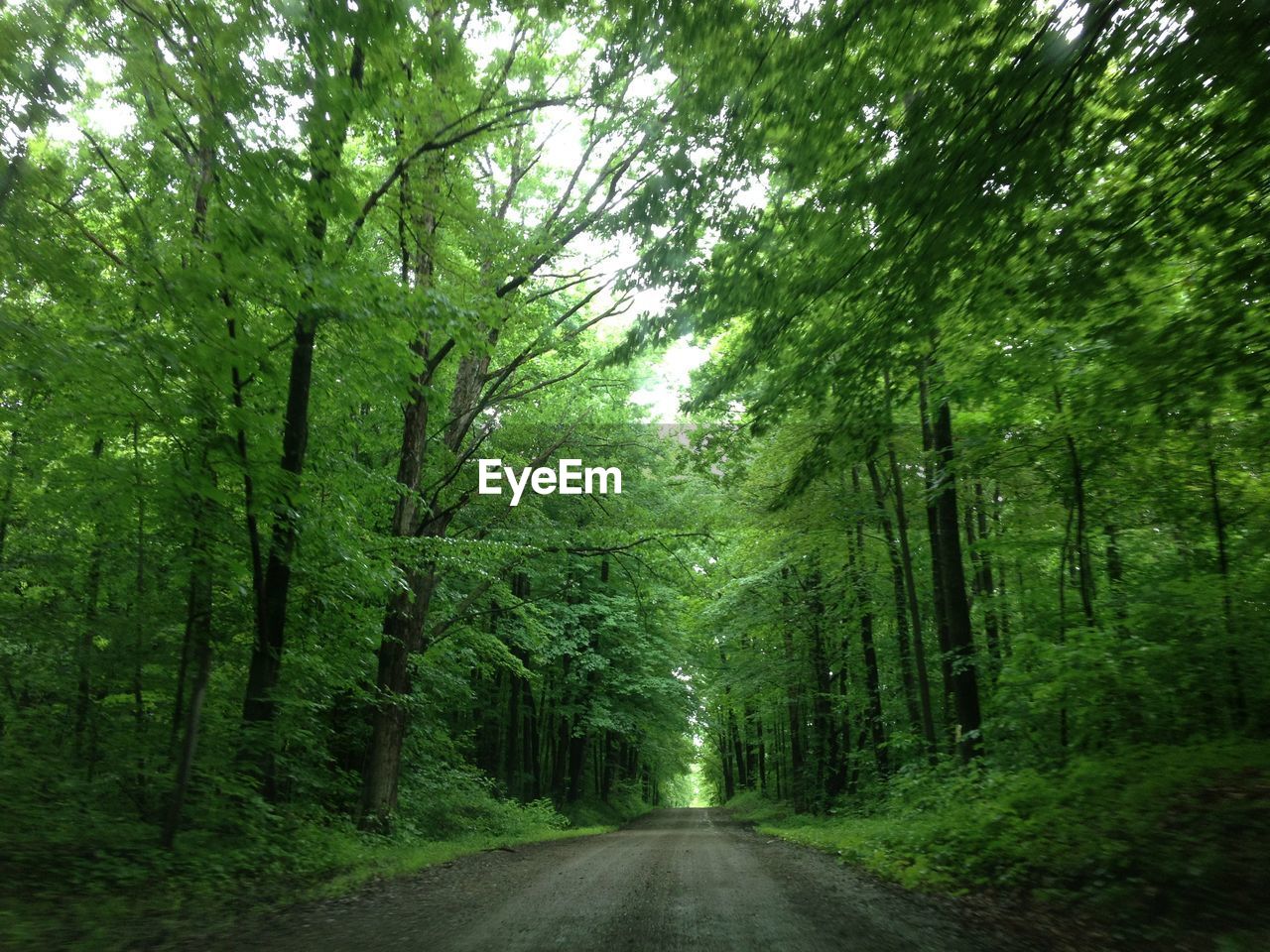 Empty road along trees