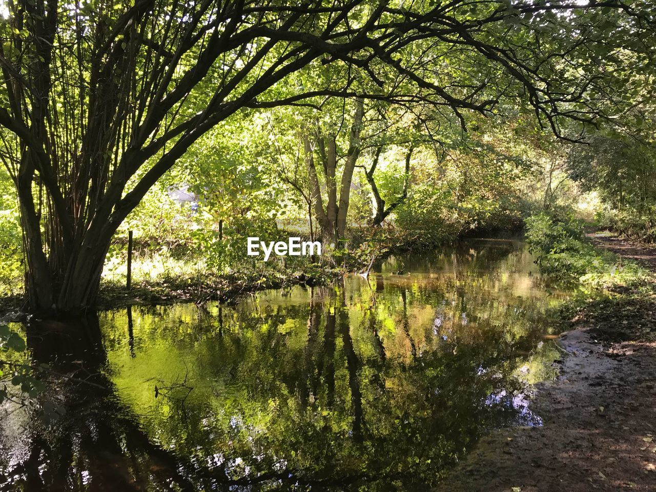 REFLECTION OF TREES IN WATER