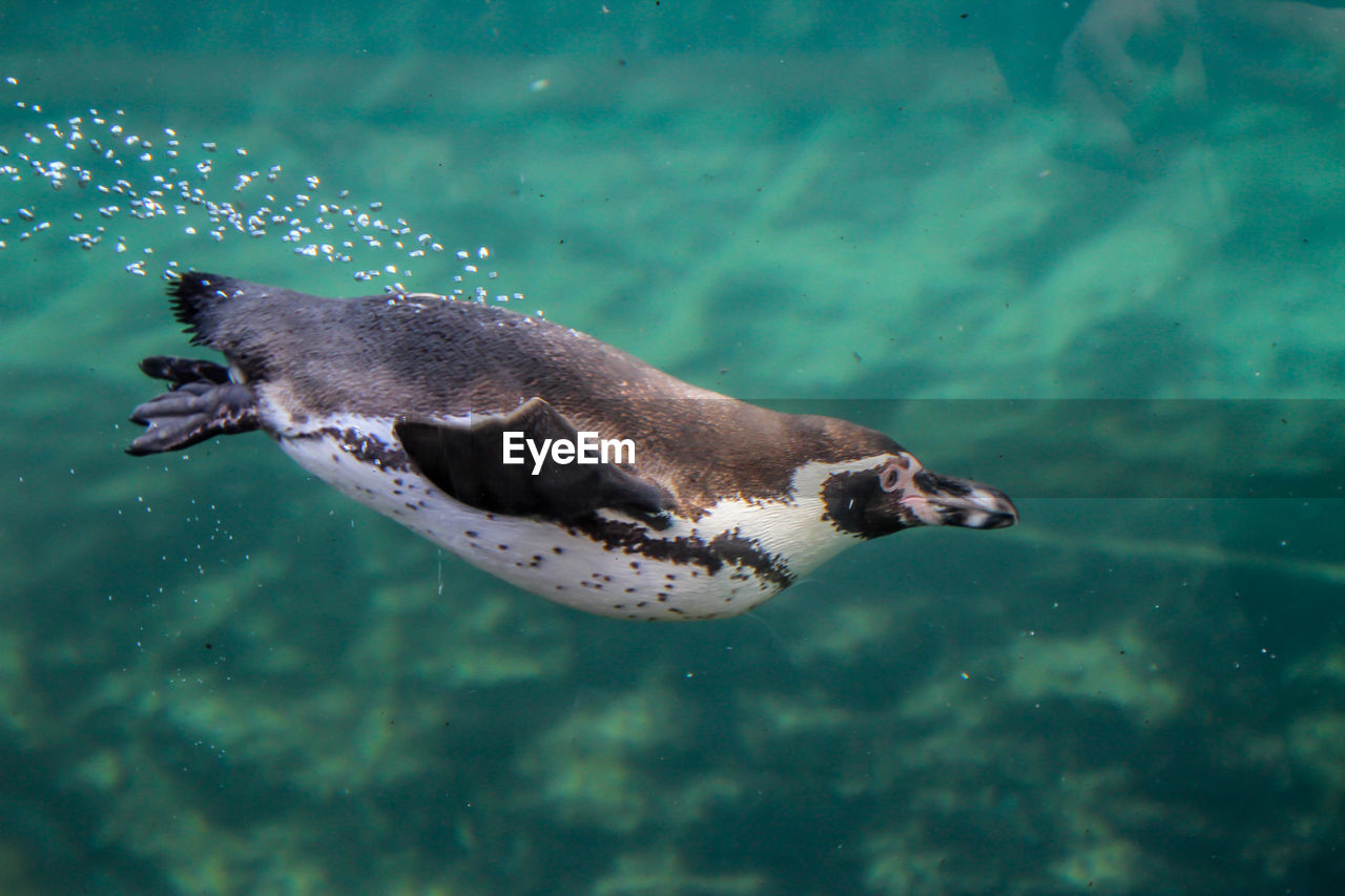 HIGH ANGLE VIEW OF AN SWIMMING IN SEA