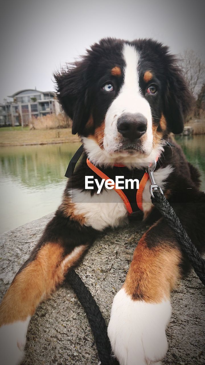 CLOSE-UP PORTRAIT OF DOG