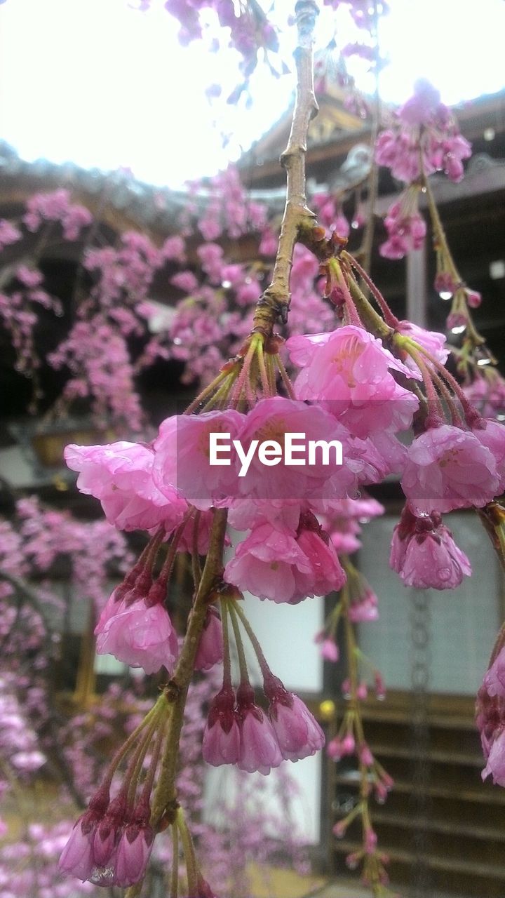 CLOSE-UP OF PINK FLOWERS BLOOMING OUTDOORS