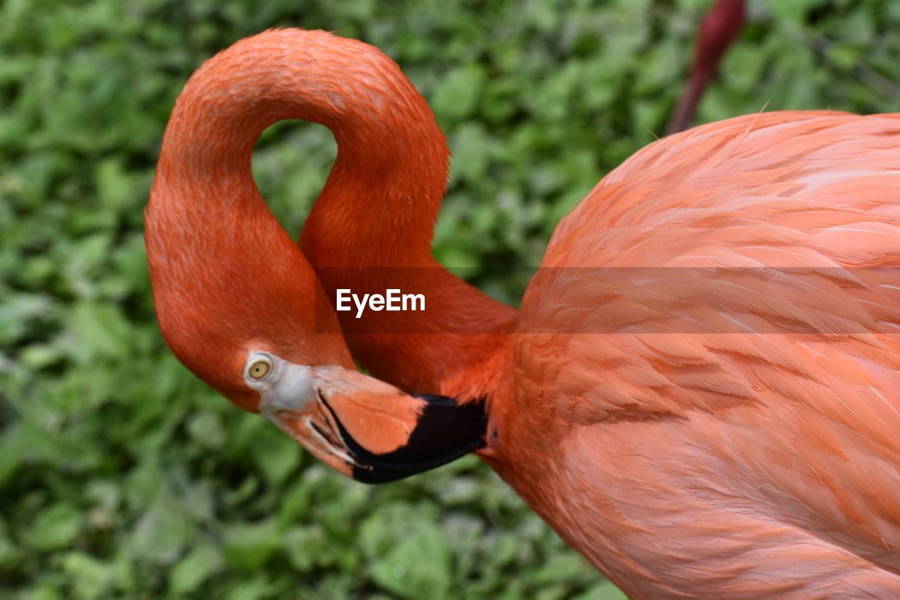 Close up of a flamingo preening it's feathers.