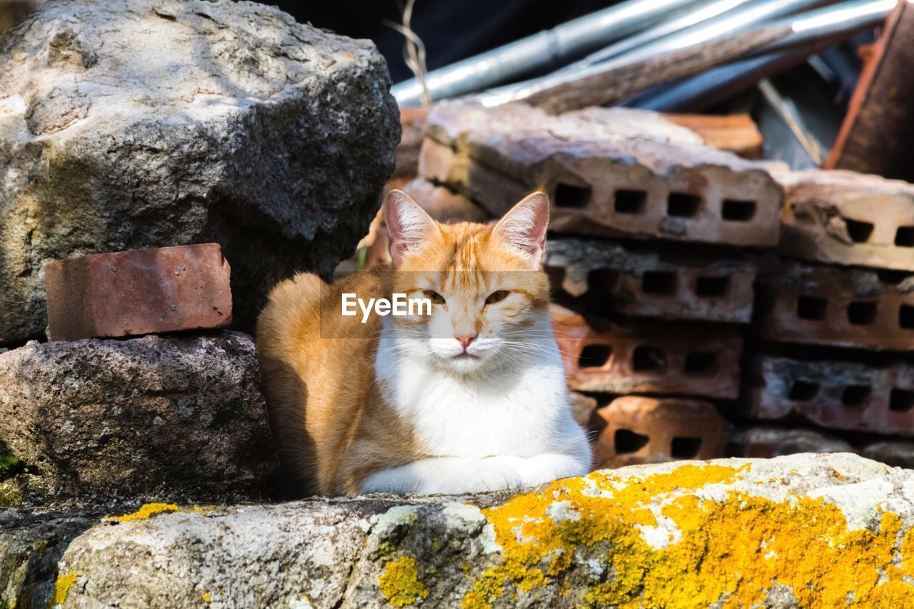 PORTRAIT OF CAT SITTING BY ROCKS