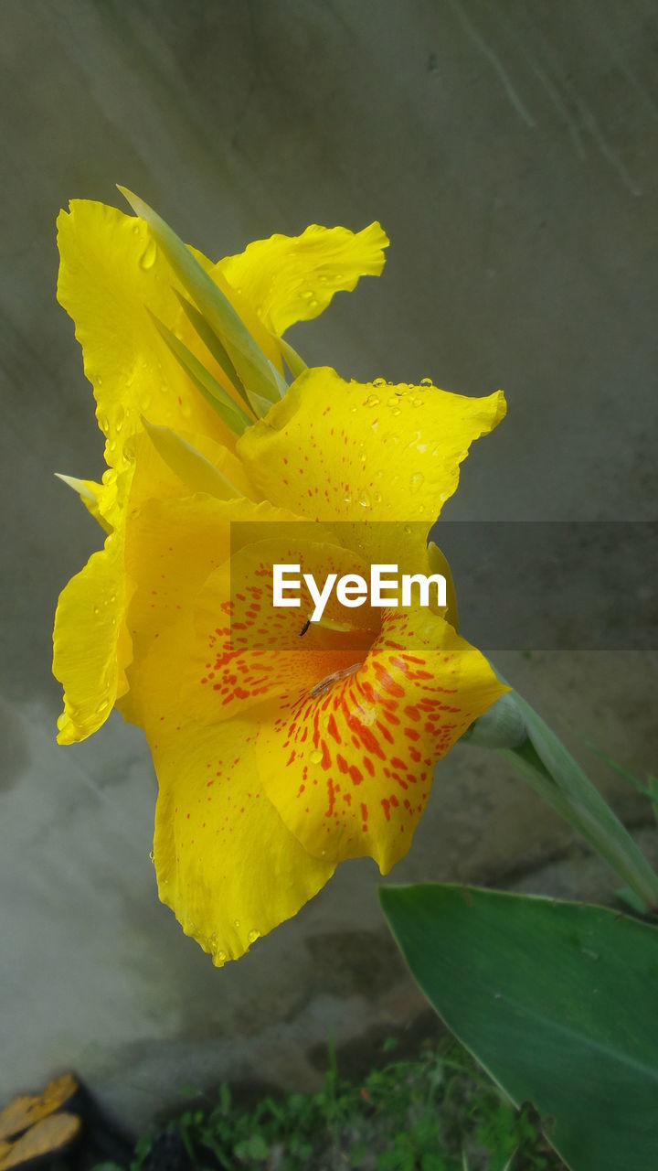 CLOSE-UP OF YELLOW FLOWER AND LEAVES