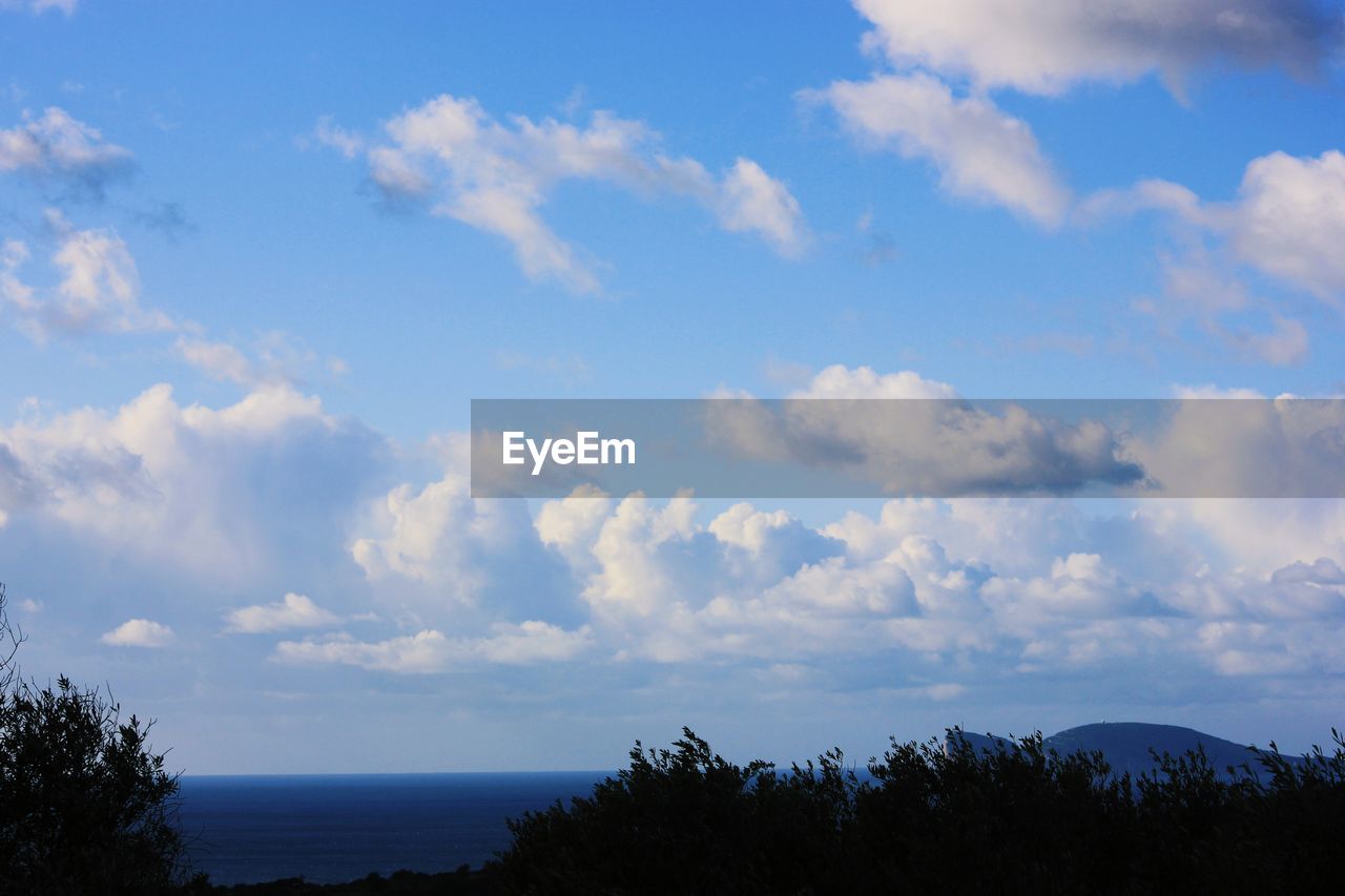 SCENIC VIEW OF TREES AGAINST SKY