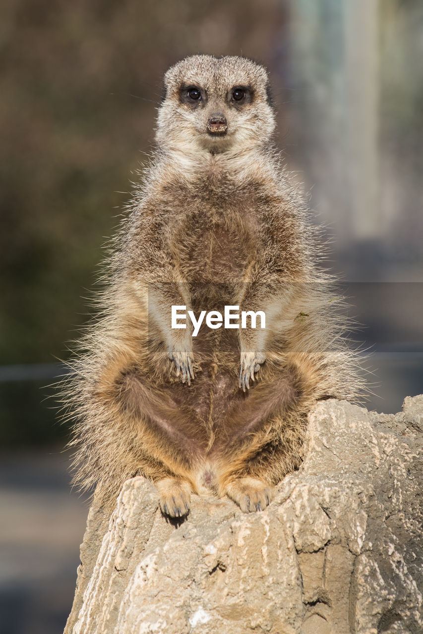 Close-up of meerkat on rock