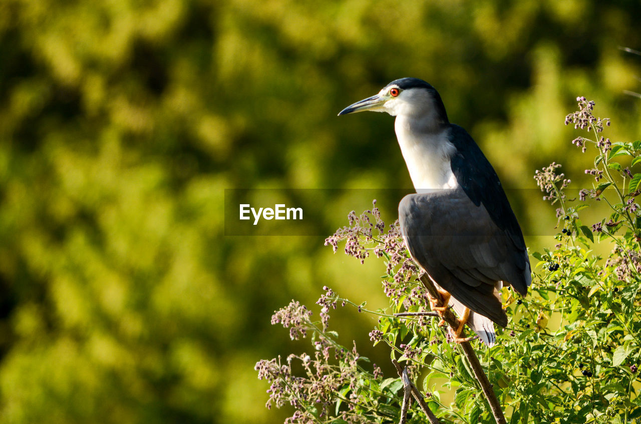 Bird perching on a plant