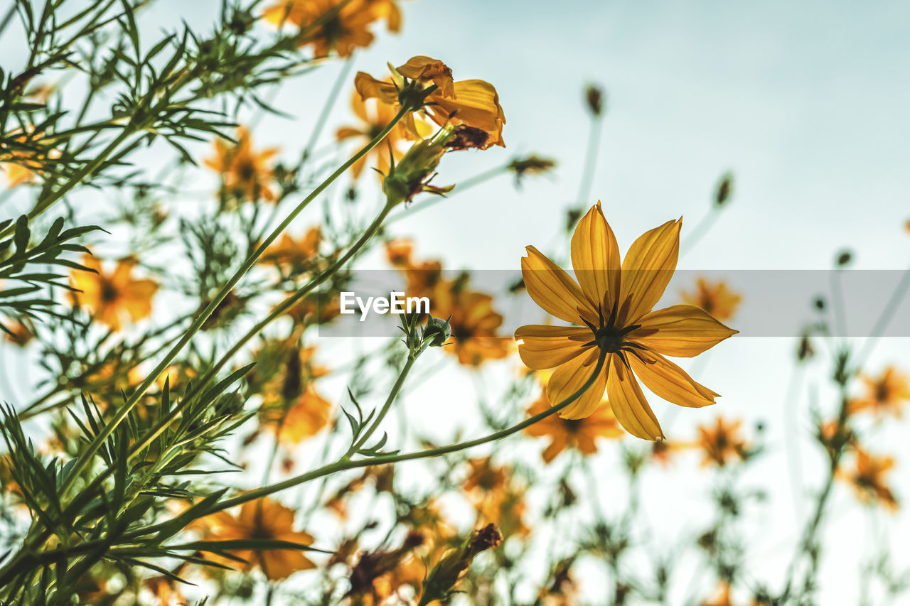 LOW ANGLE VIEW OF YELLOW FLOWERING PLANT AGAINST SKY