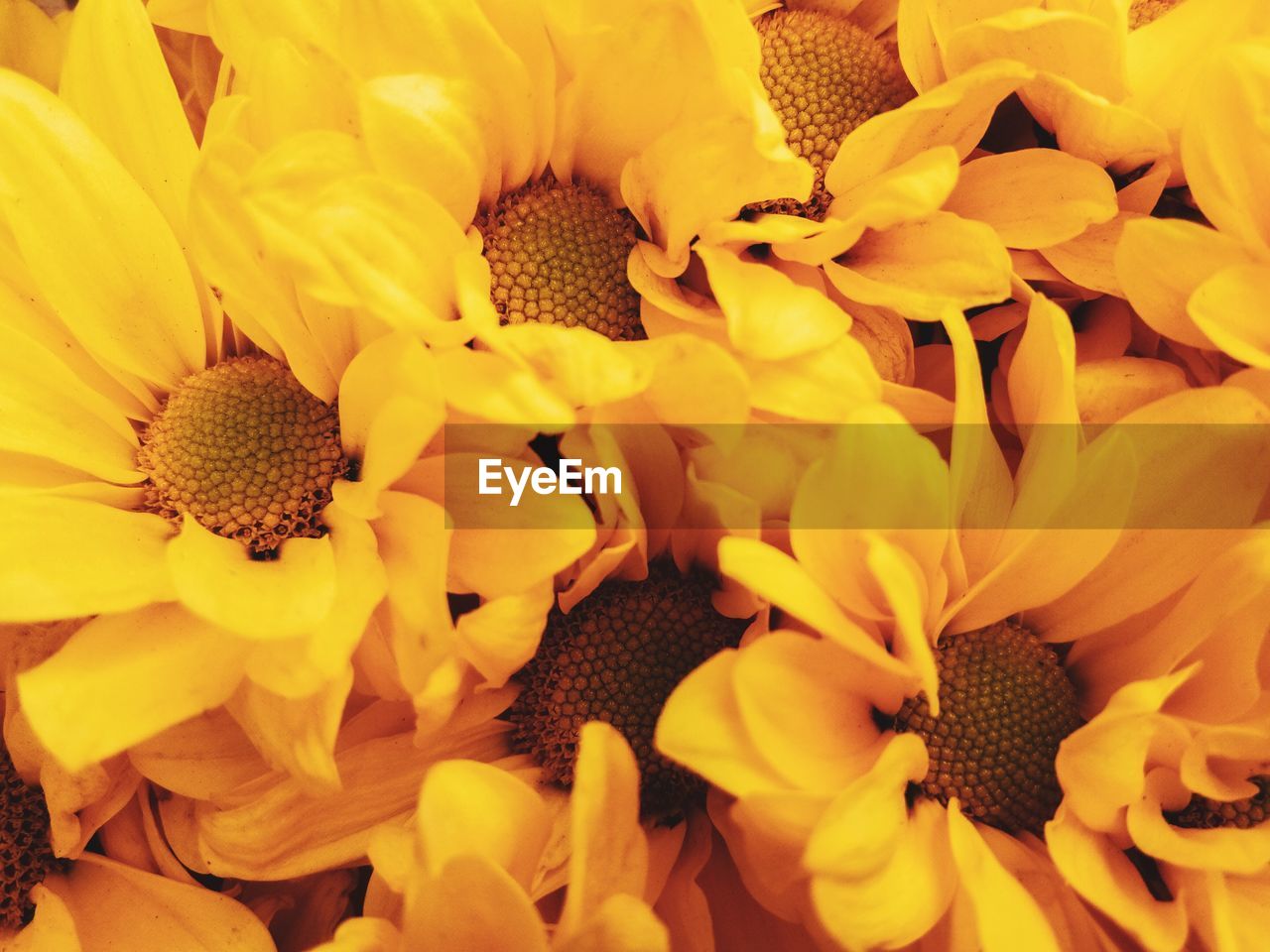 Close-up of yellow flowering plant