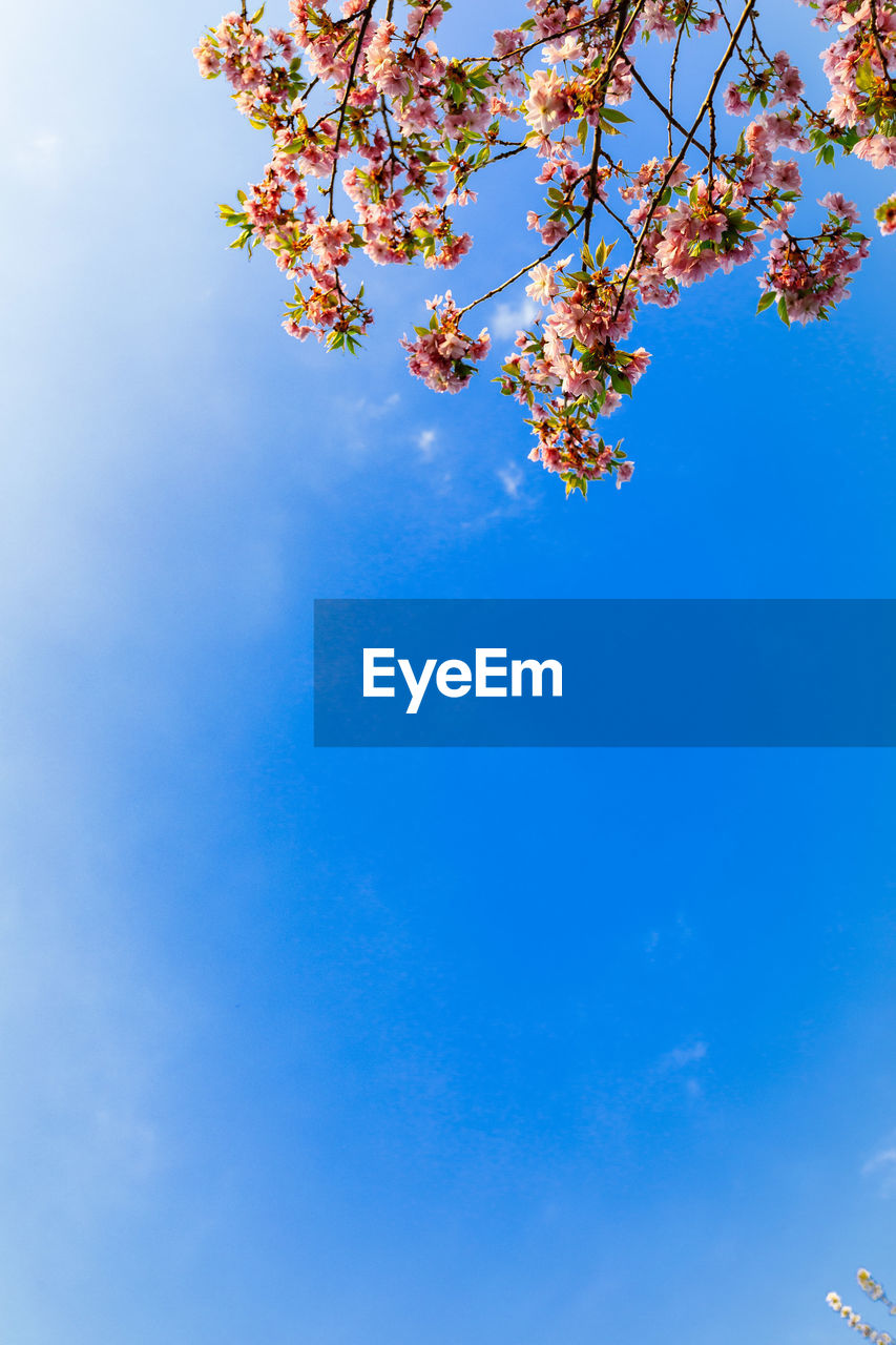 LOW ANGLE VIEW OF CHERRY BLOSSOM TREE AGAINST BLUE SKY