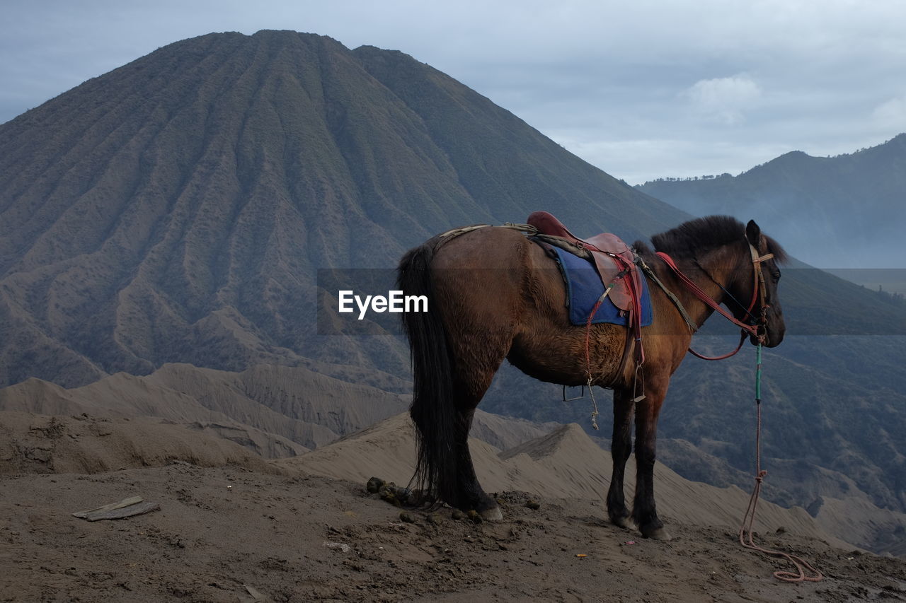 View of a horse on mount bromo