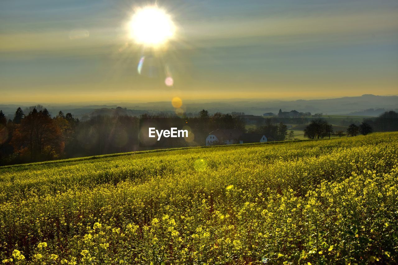 Scenic view of yellow grassy field against bright sun