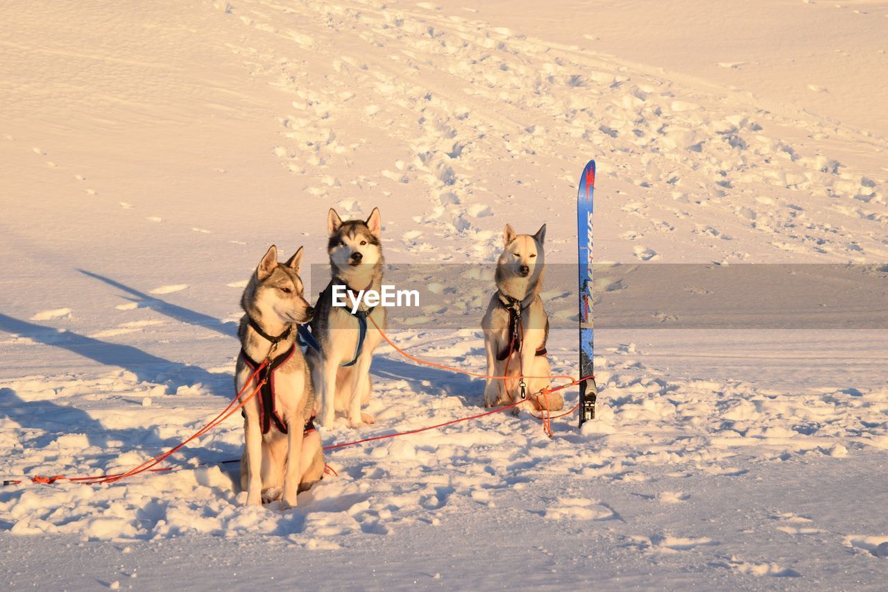 VIEW OF DOG STANDING ON SNOW