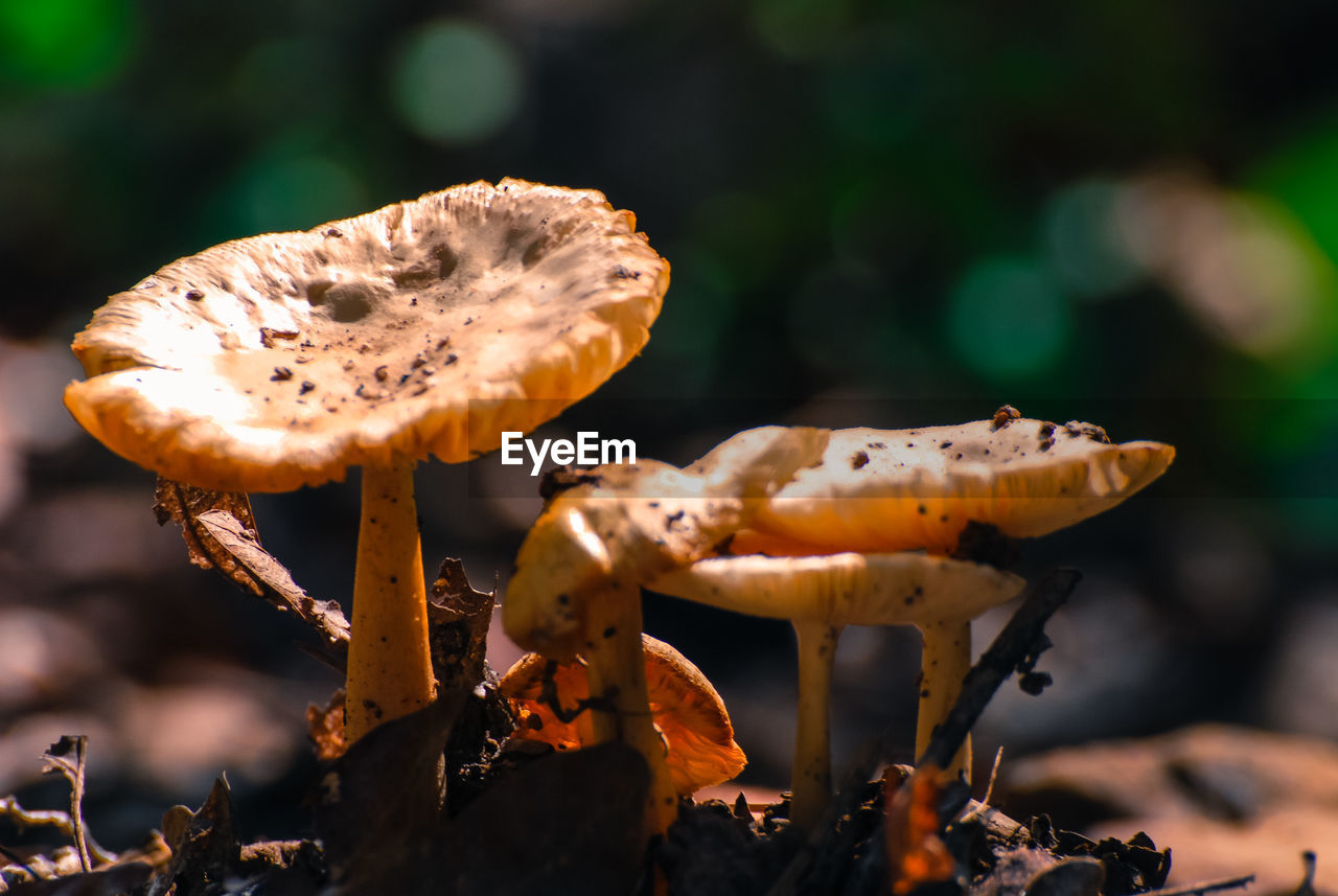 Close-up of mushroom growing on land