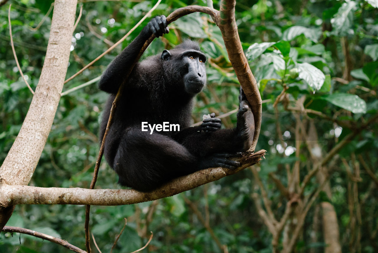 Celebes crested macaque in tangkoko national park