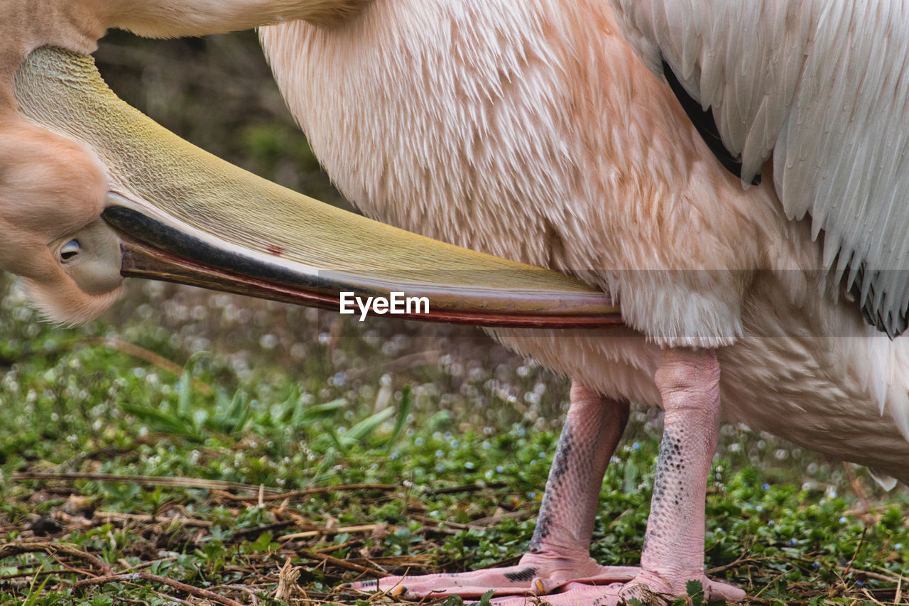 CLOSE-UP OF A HORSE