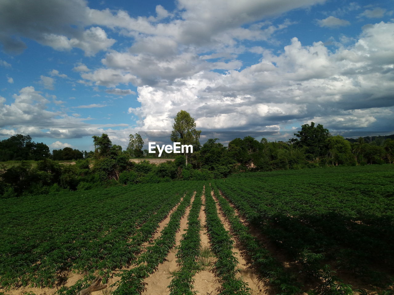 PLANTS GROWING ON FIELD AGAINST SKY