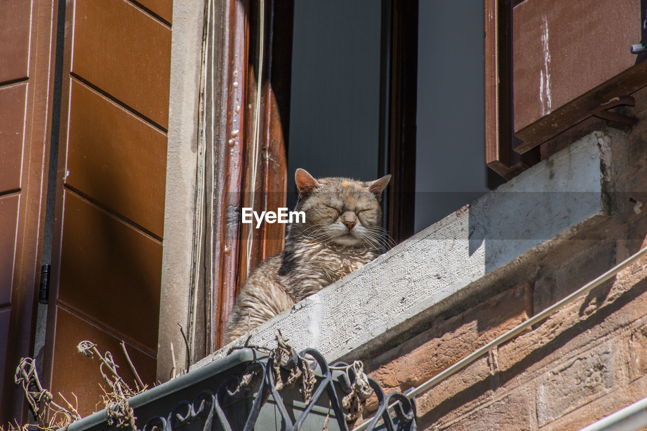 Cat is resting in the sun on a window sill in venice, italy