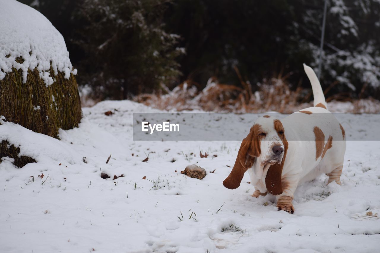 Dog on snow covered field