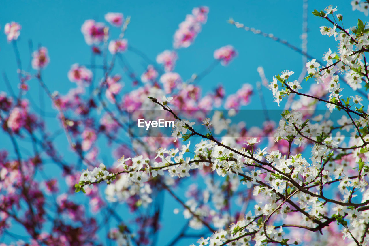 plant, flower, tree, flowering plant, blossom, springtime, beauty in nature, fragility, branch, nature, freshness, growth, pink, sky, no people, blue, focus on foreground, cherry blossom, spring, day, low angle view, outdoors, close-up, produce, twig, clear sky, botany, inflorescence
