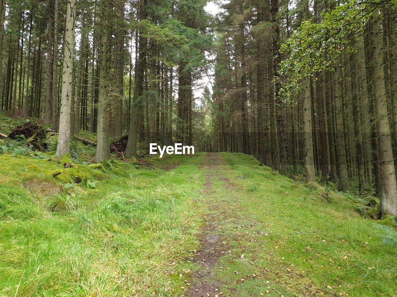 Ealing through kielder forest, northumberland 