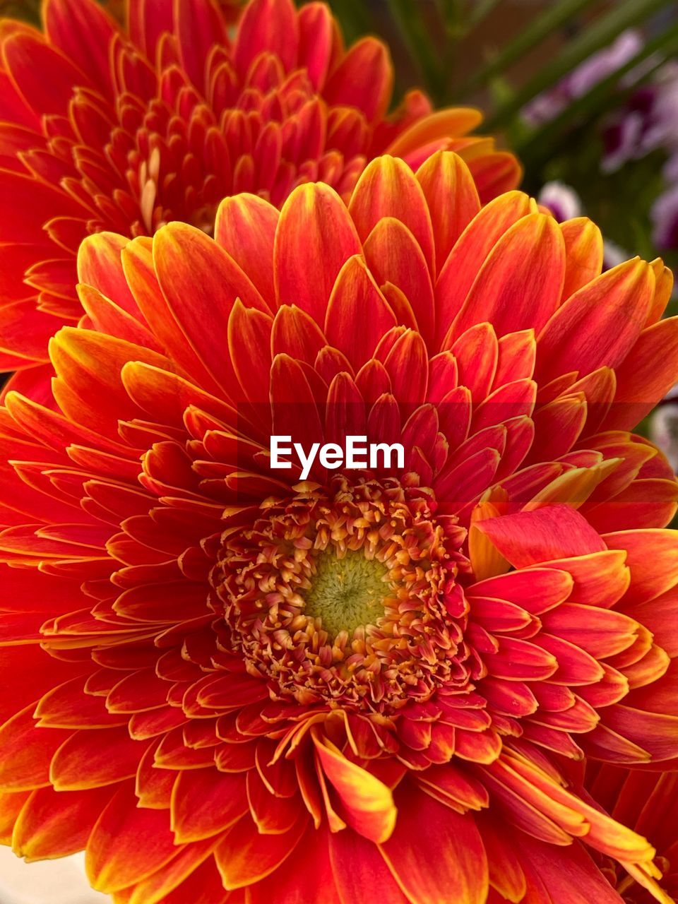 CLOSE-UP OF RED AND ORANGE DAISY