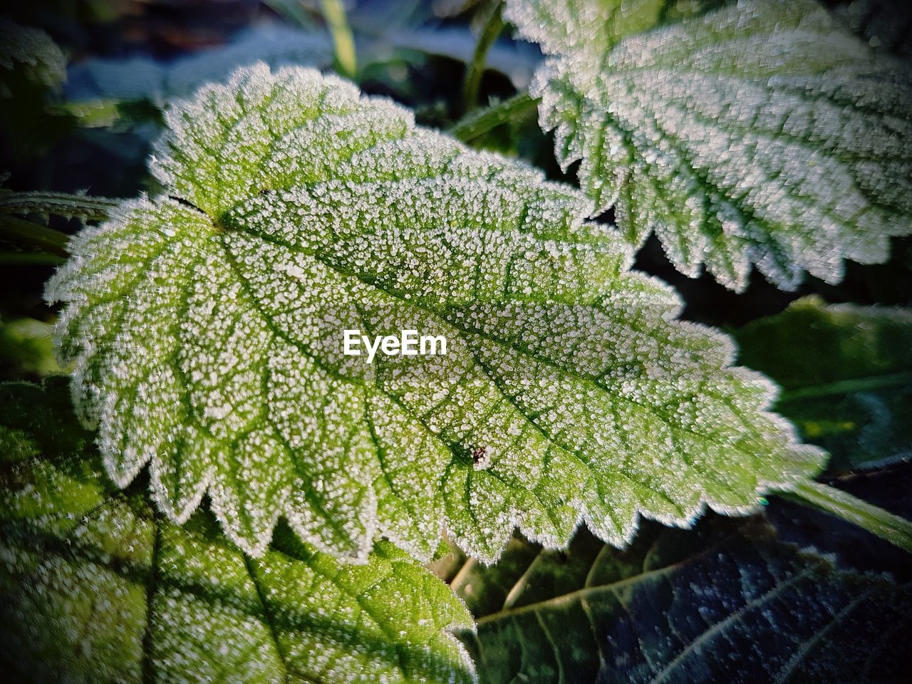 CLOSE-UP OF FROZEN LEAVES